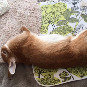 春眠暁を覚えず･･･なのでしゅよ˙˚ ᕱ⑅ᕱ ɞ˚˙の画像