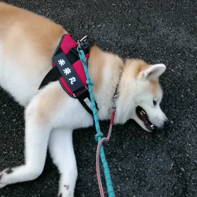 最後まで一段とヤル気の無い未来丸でした。道路での突然のゴロ寝の連発、「疲れてるんですね？」「いえの画像