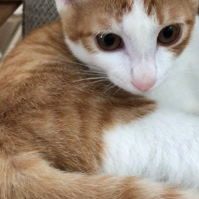 お返事するよの画像