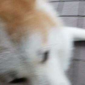 ☔❓微妙な天気でカッパを持って朝散歩出発。途中カッパを着るも何故か未来丸快走！だんだん涼しくなの画像