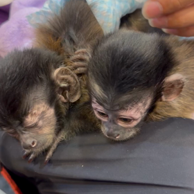 ジャパンレプタイルズショーの画像