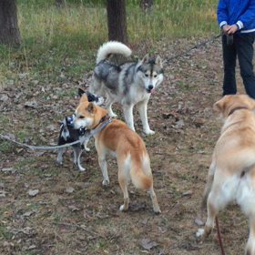 ハスキーのチョコちゃんの画像