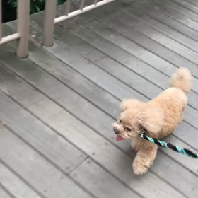 ♪お散歩動画♪お台場海浜公園♪の画像