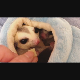 りんごシャクシャクの画像