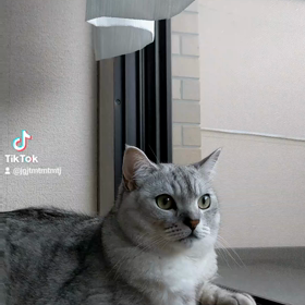 猫の恩返しの画像