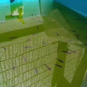 産卵START(*´∀｀)の画像