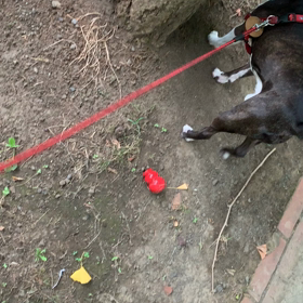 宝塚花組「シャルム！」感想の画像