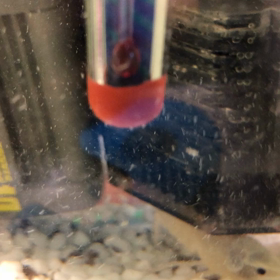 朝からお食事のザリガニさんの画像