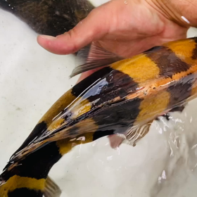 ★ダトニオ！リアルバンド！★の画像