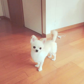 【うちのベル】の画像