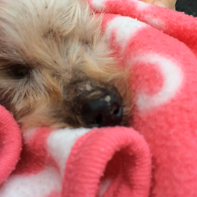 点滴3日目の画像