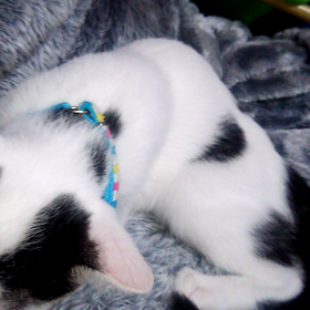 ネムネムさんの画像