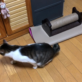 孫守りでいろいろあったけど…なんとかジム活！デールの画像