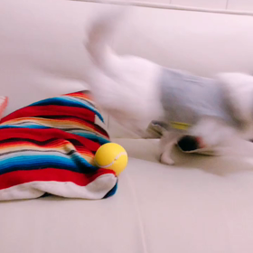 ボール遊びなんてするようにの画像