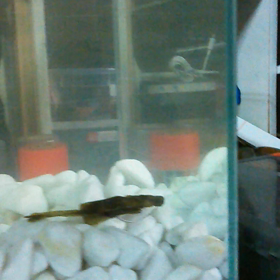 エビチュー動画。。の画像