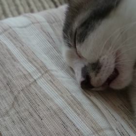 ありゃま。の画像