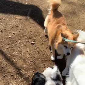 2月27日11わんこと2時間遠足　　代々木公園の画像