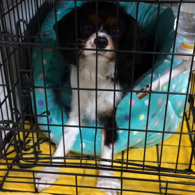 ■元気です！■の画像