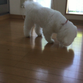 バニラさん頑張るね〜の画像