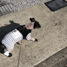 3日ぶりのお散歩！の画像