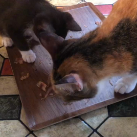 明と茶トラ3兄弟の画像