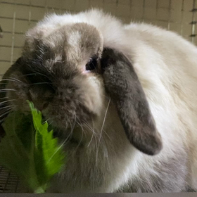 おいしい顔ってどんな顔　続きの画像