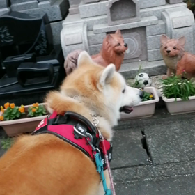 今朝は第三日曜、高松海岸の清掃日、未来丸と一緒に4カ月ぶりの参加。朝散歩は短め、未来丸は事情がわの画像