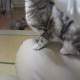 撫で～の画像