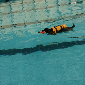 上手に泳げてます。の画像