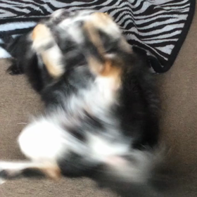 にぼし♪にぼし♪ヽ(oﾟωﾟo)ﾉの画像