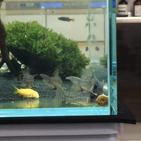 コリドラスの画像