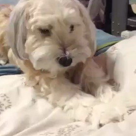 かまちょの画像