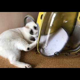 今日のテンの画像