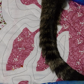 しっぽで茹で蛸から救う？？の画像