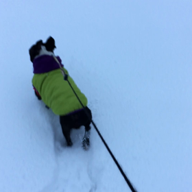 雪になれてきたのか⁈の画像