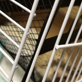 野生の本能思い出した箱入りトゲトゲの画像