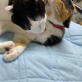 なかよし、なんだけど〰の画像