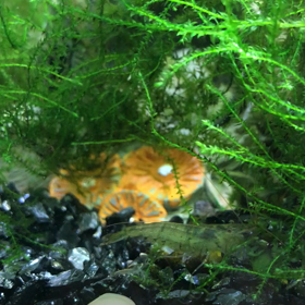 えびの子供とタニシの子供の画像