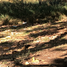 ナオたんとチエミの画像