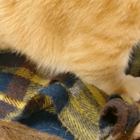 ちぃ ふみふみの画像