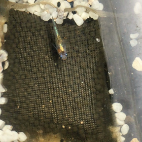 新系統オーロラ黄ラメ体外光の画像