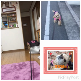 明けましておめでとうごさいますの画像