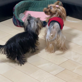 寄れば触ればの画像