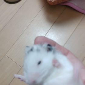 今日のブチコの画像