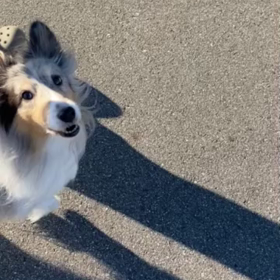 クリスマスの朝んぽの画像