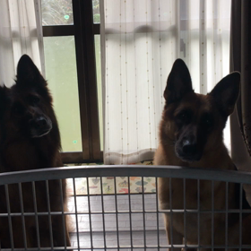 【動画】可愛い    11月6日  金曜日   朝の出来事の画像