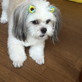 ﾌｪﾚｼｮに…の画像