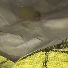 チビチビ 人口飼育の画像