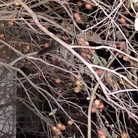 すぎぴたんの事件簿シーズン3　87話（お食事中ŧ‹”ŧ‹”( ‘ч’ )ŧ‹”ŧ‹”）の画像