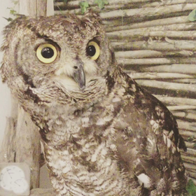 僕もあのおもちゃ欲しい...の画像